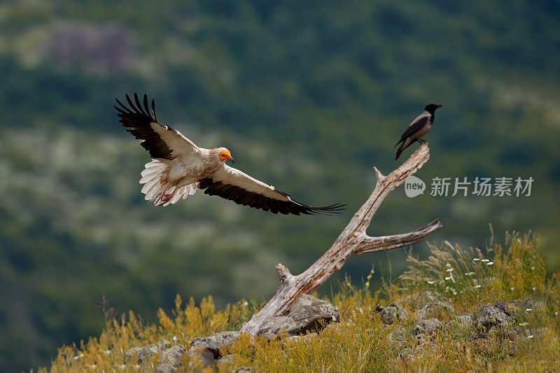 埃及秃鹫，Neophron pernopterus，大食肉鸟坐在石头上的自然栖息地，保加利亚，保加利亚，东Rhodopes。白秃鹫，黄喙。野生的猛禽